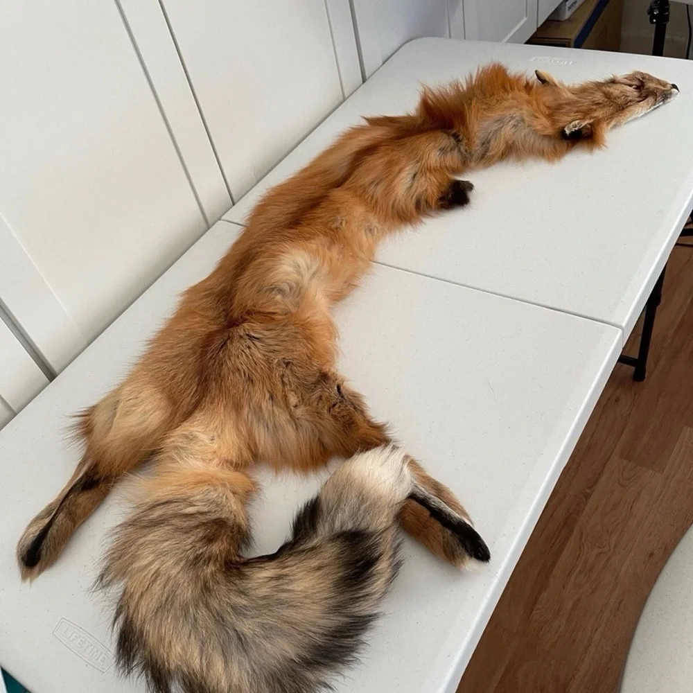 Real Red Fox Fur Pelt Hide Stole Scarf Log Cabin Decor Crafts Art Wall Hanging! - Picture 14 of 15